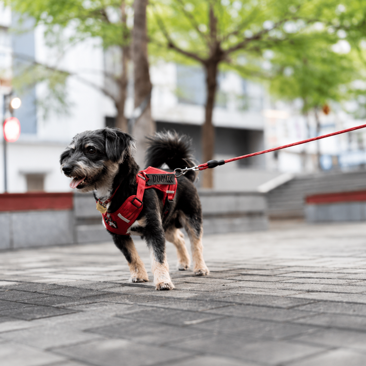 Pet Leashes